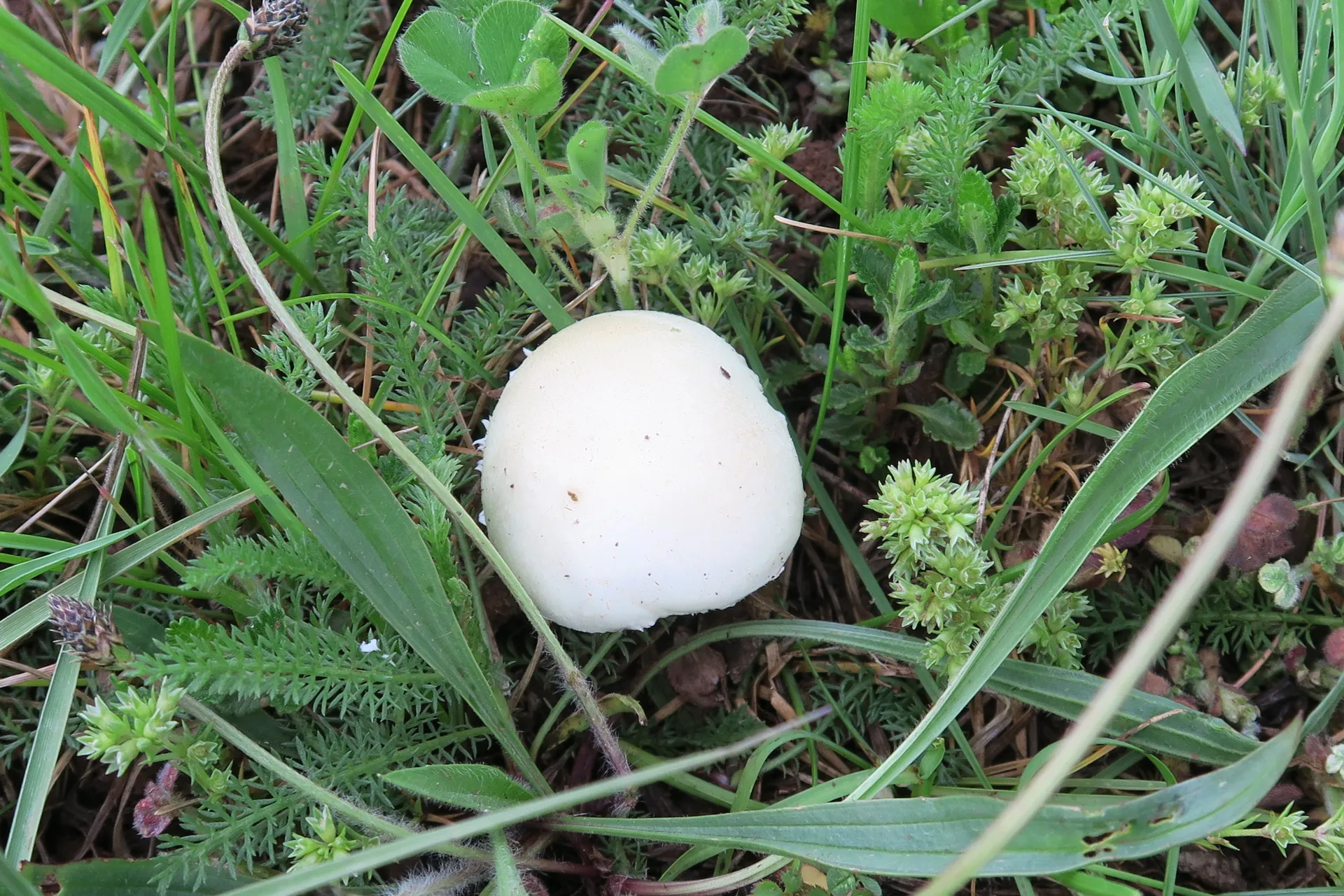 Stropharia melanosperma - 1